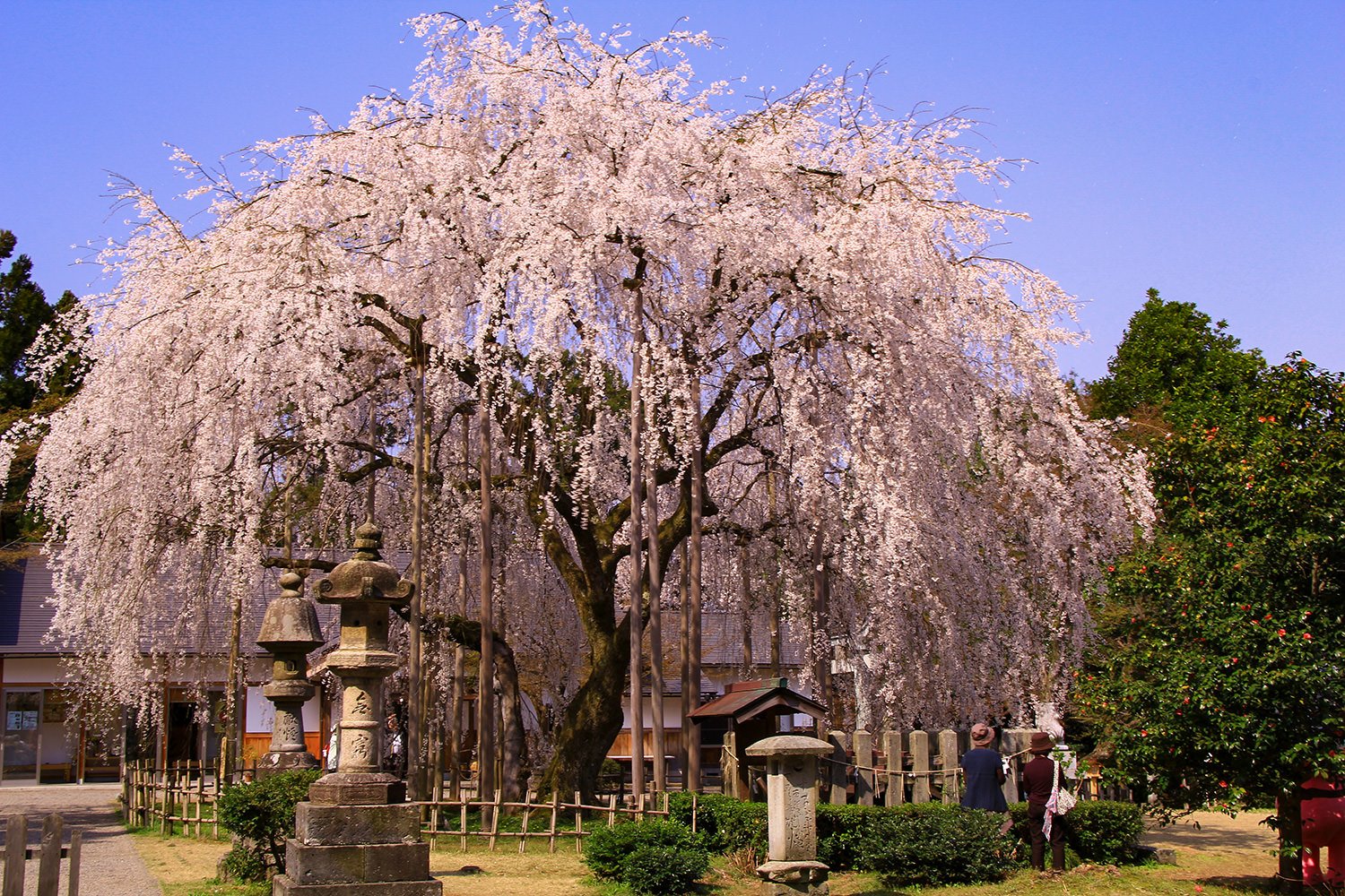 🌳 아스와야마 공원 (足羽山公園) 이미지 4
